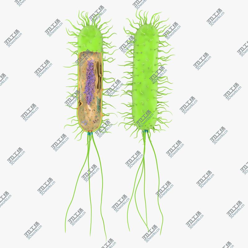 images/goods_img/20210319/Prokaryotic model/5.jpg